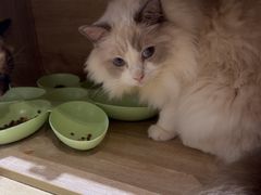 -藏猫猫咖啡主题馆(中央大道店)