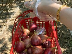 -武汉世外桃源农庄