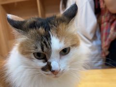 -是阿柴呀！柴犬咖啡·爱喵喵猫咖