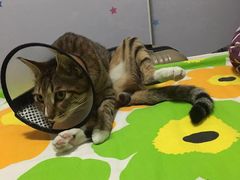 -伟伟宠物医院·CT影像中心·瑞派犬猫综合性门诊(汉口总院)