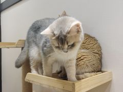 -逗柴咖啡屋·狗咖猫咖宠物桌游