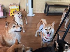 -柴犬高等学院·狗咖·柴犬售卖·宠物训练