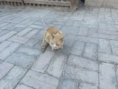 -敦煌古城