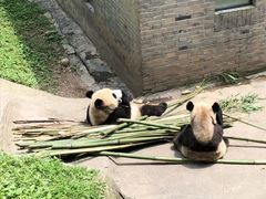 -都江堰中华大熊猫苑