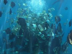 -瑞德姆美人鱼海底演艺主题餐厅(亚龙湾店)