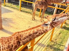-西霞口神雕山野生动物世界