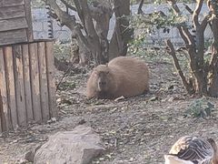 -上海野生动物园
