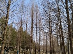 -白水寺森林公园