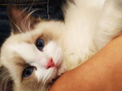 -袖虎·猫馆(体育西路店)