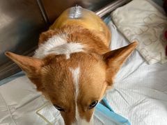-谐和贝康宠物医院24小时·宠保定点(急重症转诊中心)
