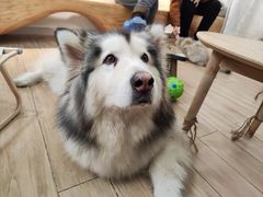 -李小姐の猫咖啡馆(五角场店)