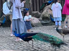 -西双版纳傣族园