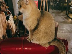 -咖法森林·咖啡  酒吧(天河店)