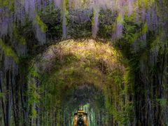 -合肥滨湖国家森林公园