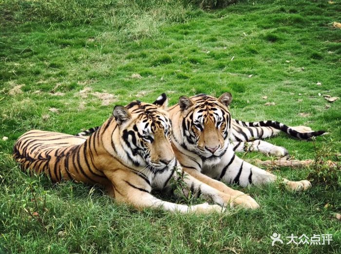 三珍虎园图片 - 第80张