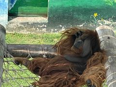 -西霞口神雕山野生动物世界