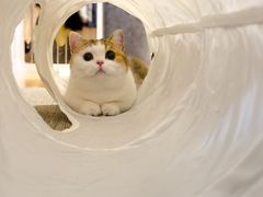 -momokira米努特·德文卷毛猫·棉花面纱犬
