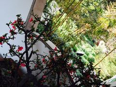 iphone_upload_pic-十八棵（老龙井）御茶园(老龙井店)