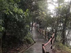 -铁山坪森林公园