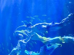 -华夏文旅海洋公园