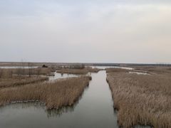 -盐城丹顶鹤湿地生态旅游区