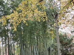-秋霞圃