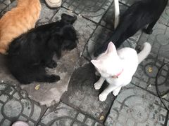 -老太皮肚面