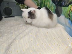 -爱洗澡的猫(望京店)