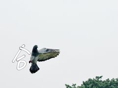 -阿忠食坊大排档·20年老店(万象城店)