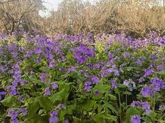 -上海海湾国家森林公园