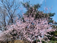 -圆明园停车场