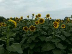 -白鹭湾湿地公园