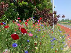 -上海长兴岛郊野公园