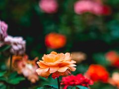 -人民公园(罗湖区)