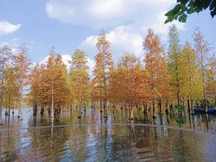 -白鹭湾湿地公园