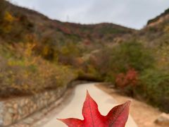 -北京西山国家森林公园