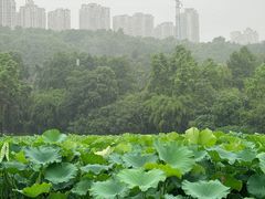 -龙头寺公园