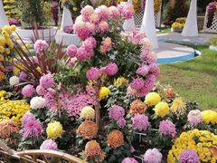 -上海共青森林公园