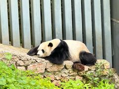 -黔灵山公园