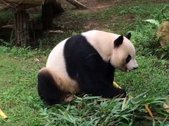 -深圳野生动物园