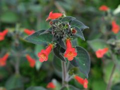 -中国科学院西双版纳热带植物园