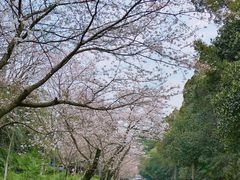 -武汉大学-樱园
