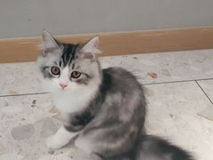 -飞行喵MR PILOT|猫舍·猫咖(静安大融城店)