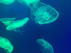 -成都浩海立方海洋公园