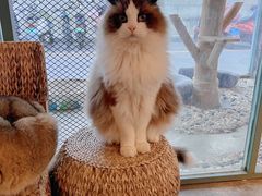 -喵屿·大理花园猫咖