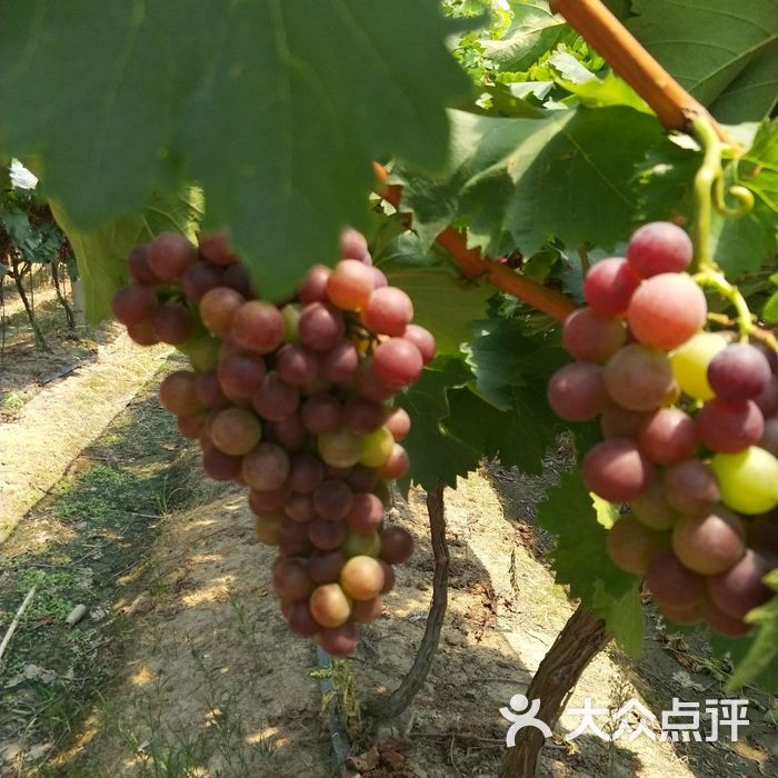 金藤苗荣葡萄采摘三号园