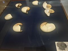 -青岛贝壳博物馆