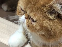-瞄一喵猫咖(格力海岸店)