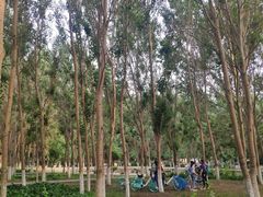 -长白岛森林公园