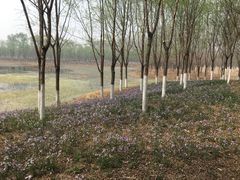 -东郊湿地公园